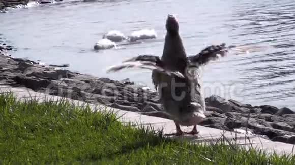 阳光明媚的一天鹅在池塘边的草地上清洁自己视频的预览图