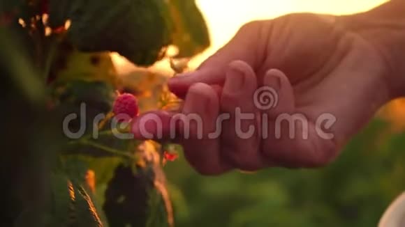 一只雌性手的特写在日落的背景下轻轻地从灌木丛中摘下成熟的覆盆子收获视频的预览图