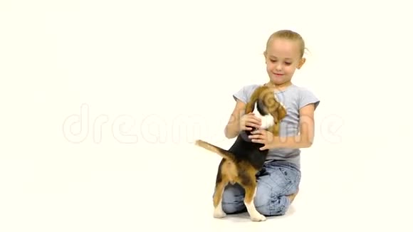 可爱的小猎犬小狗坐在女孩的膝上视频的预览图