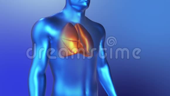 3D人肺解剖循环肺呼吸动画的蓝色风格视频的预览图