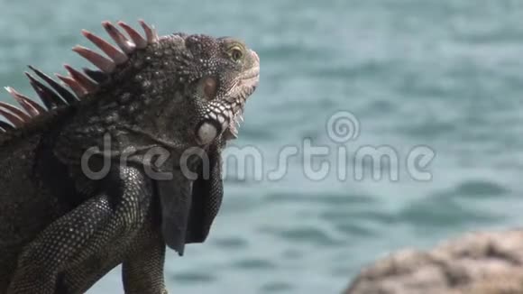 加勒比海阿鲁巴岛的蜥蜴视频的预览图