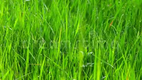 露水滴在绿草上用滑块射击视频的预览图
