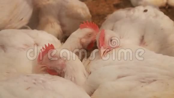 在农场生病的鸡视频的预览图