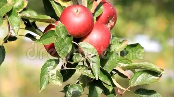 树上的红苹果视频的预览图