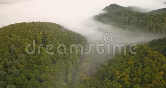 在喀尔巴阡山森林的雾蒙蒙的早晨的空中景色视频的预览图