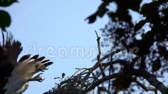 坐在树枝上的灰头鱼鹰视频的预览图