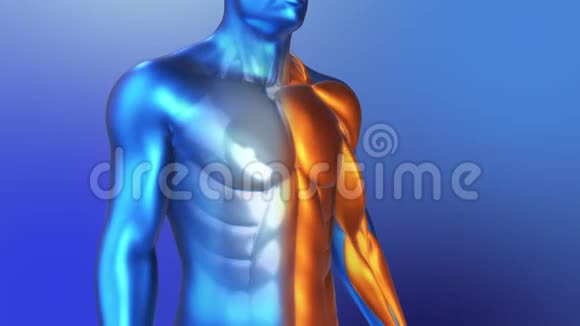 人类肌肉的3解剖蓝色风格的人类循环旋转动画视频的预览图