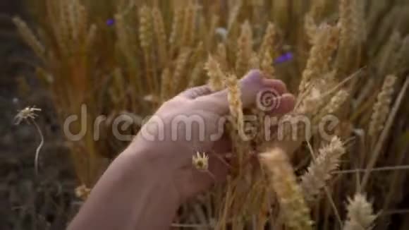 在阳光明媚的秋日人们用手摸着金黄色成熟小麦的小穗有机黑麦摇摆视频的预览图