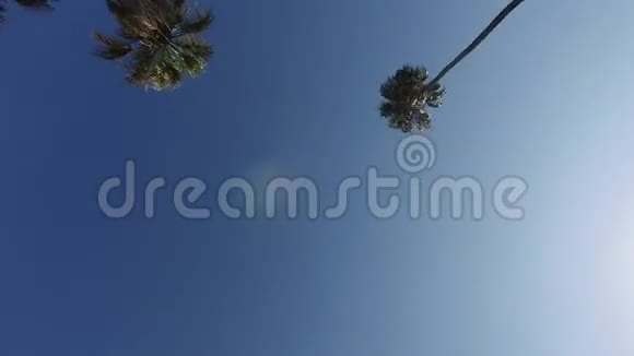 镜头通过园区棕榈树的流畅动作斯坦迪卡姆洛杉矶视频的预览图
