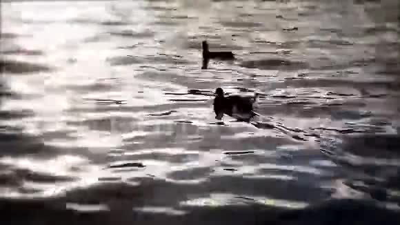 日落时分鸭子在布莱德湖游泳视频的预览图