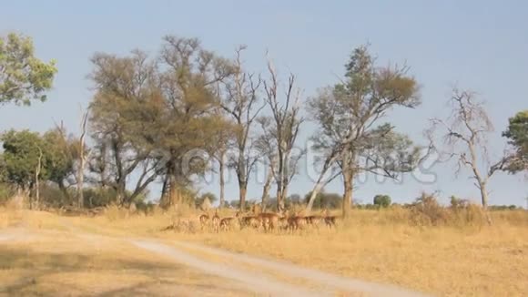 稀树草原上的斑羚视频的预览图