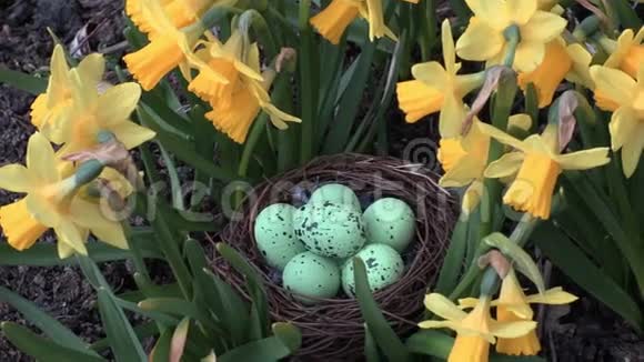 花附近的巢里有复活节彩蛋视频的预览图