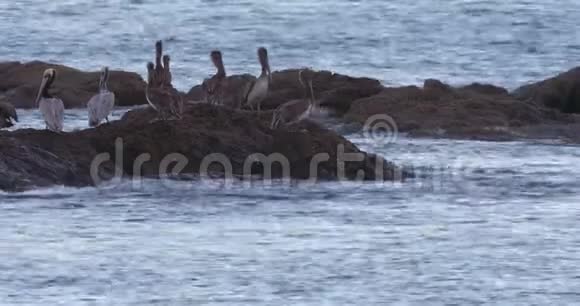 4K难以置信的野生动物镜头在哥斯达黎加的海滩觅食视频的预览图