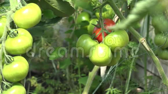 新鲜的生态番茄小枝和绿色的小水果在温室4K视频的预览图