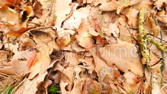 橡树叶秋天公园的地面上铺着干燥的橙色橡树叶破碎的树枝和长长的松针慢镜头移动视频的预览图