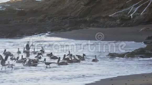 4K难以置信的野生动物镜头在哥斯达黎加的海滩觅食视频的预览图