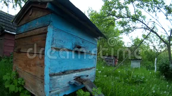 蜜蜂在乌克兰城市的花园里飞入蓝色的蜂巢木箱视频的预览图