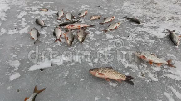 鱼在冷冰上移动和结冰钓鱼的视频的预览图