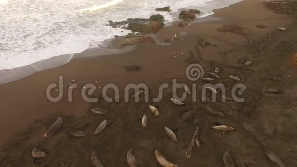 大象海豹海滩日出太平洋加利福尼亚视频的预览图