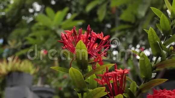 靠近热带花园里的ixoria花印度尼西亚巴厘岛视频的预览图