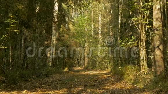 在森林里散步秋天的白天光滑的宽球拍视频的预览图