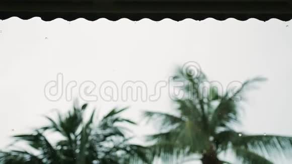 热带雨滴落在苏梅岛绿棕榈树的叶子上慢动作3840x2160视频的预览图