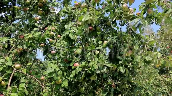 苹果树枝条的全景果实累累视频的预览图