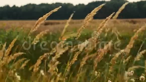 长长的干草随风摆动视频的预览图