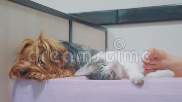 猫和狗睡在一起的滑稽视频猫和狗在室内的友谊在脚下睡觉的生活方式视频的预览图