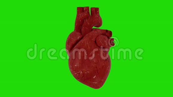 人体心脏解剖动画绿色屏幕三维渲染视频的预览图