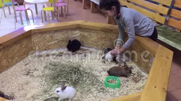 兔子动物园里玩兔子的女孩视频的预览图