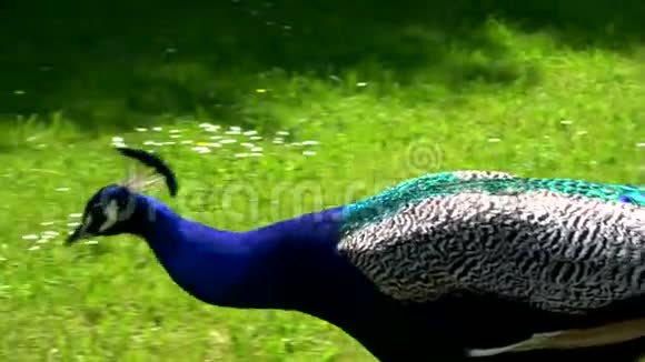 花园里的印度孔雀视频的预览图