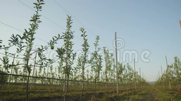 青苹果幼树种植全景视频的预览图