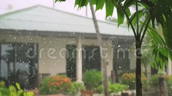 热带风和雨滴落在苏梅岛的绿色棕榈树叶上慢动作3840x2160视频的预览图