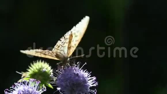 深绿色的蝴蝶贝母阿尔金尼斯阿格拉亚在背光的花朵上视频的预览图