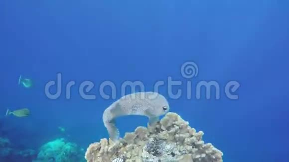 埃及萨法加沿岸的红海星河豚视频的预览图