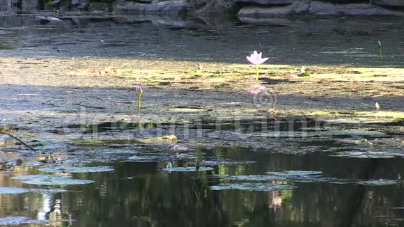 澳大利亚布里斯班植物园库塔山的水花视频的预览图