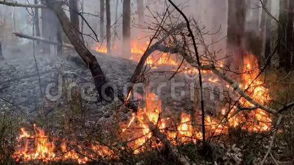 森林里着火干草燃烧视频的预览图