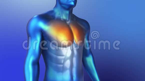 人类肌肉的3解剖蓝色人体胸肌循环动画视频的预览图