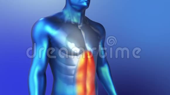 人类肌肉的3解剖蓝色人体腹部肌肉循环动画视频的预览图