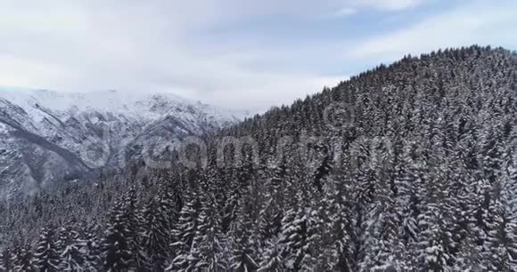 在寒冷的冬季高寒山谷松林树林被积雪覆盖欧洲阿尔卑斯山户外视频的预览图