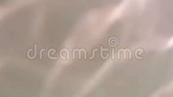 一只黄貂鱼在浅水中游动视频的预览图