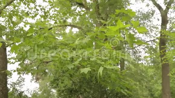 公园里的大枫树绿色的大枫树枫叶在风中摇曳视频的预览图