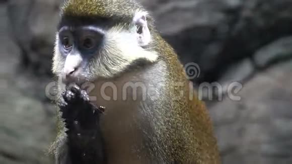 猴子洗澡猴子舔他的手很有趣很漂亮的猴子视频的预览图