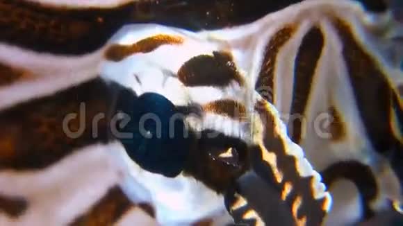 大猩猩珊瑚上的狮子鱼视频的预览图