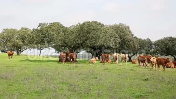 一群棕色奶牛在夏天的景色中在乡间放牧视频的预览图