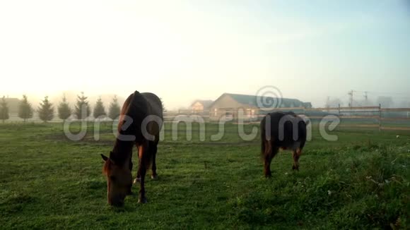 马在农村吃草牧场上的马和驴视频的预览图