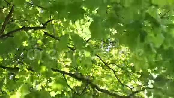 太阳照亮了树叶视频的预览图