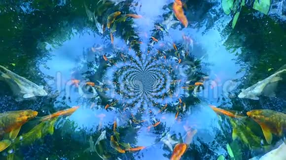 清幽池塘中的锦鲤鱼视频的预览图