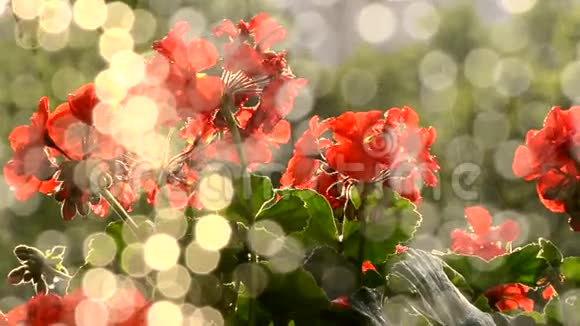 日出的红花视频的预览图